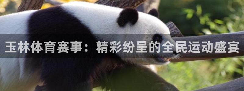 nba直播说球帝：玉林体育赛事：精彩纷呈的全民运动盛宴